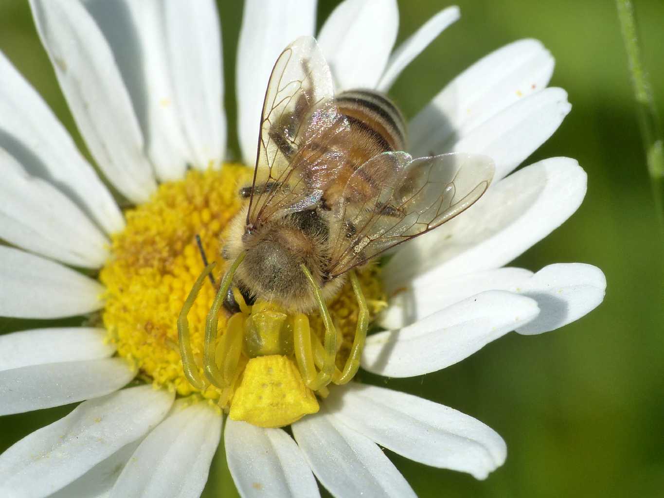 Thomisus onustus con ape - sasso Marconi (BO)
